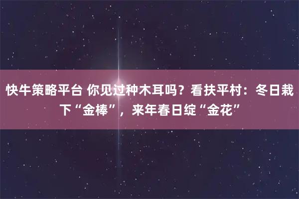 快牛策略平台 你见过种木耳吗？看扶平村：冬日栽下“金棒”，来年春日绽“金花”